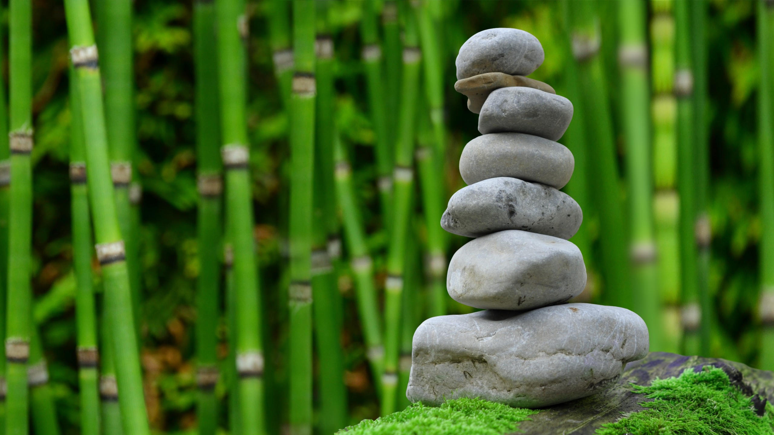 Stones 2560x1440 bamboo green 4k