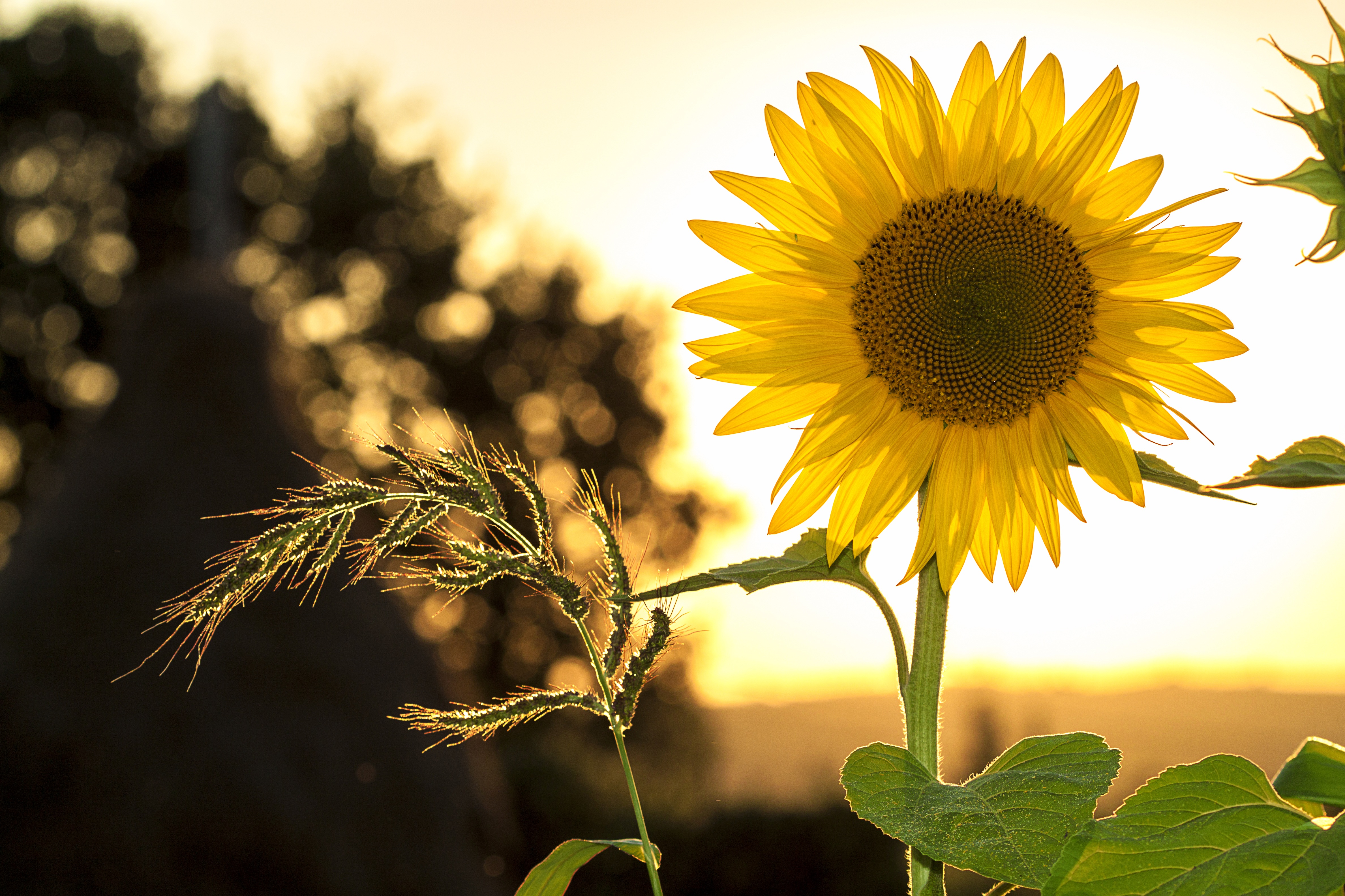 Sunflower sun summer yellow