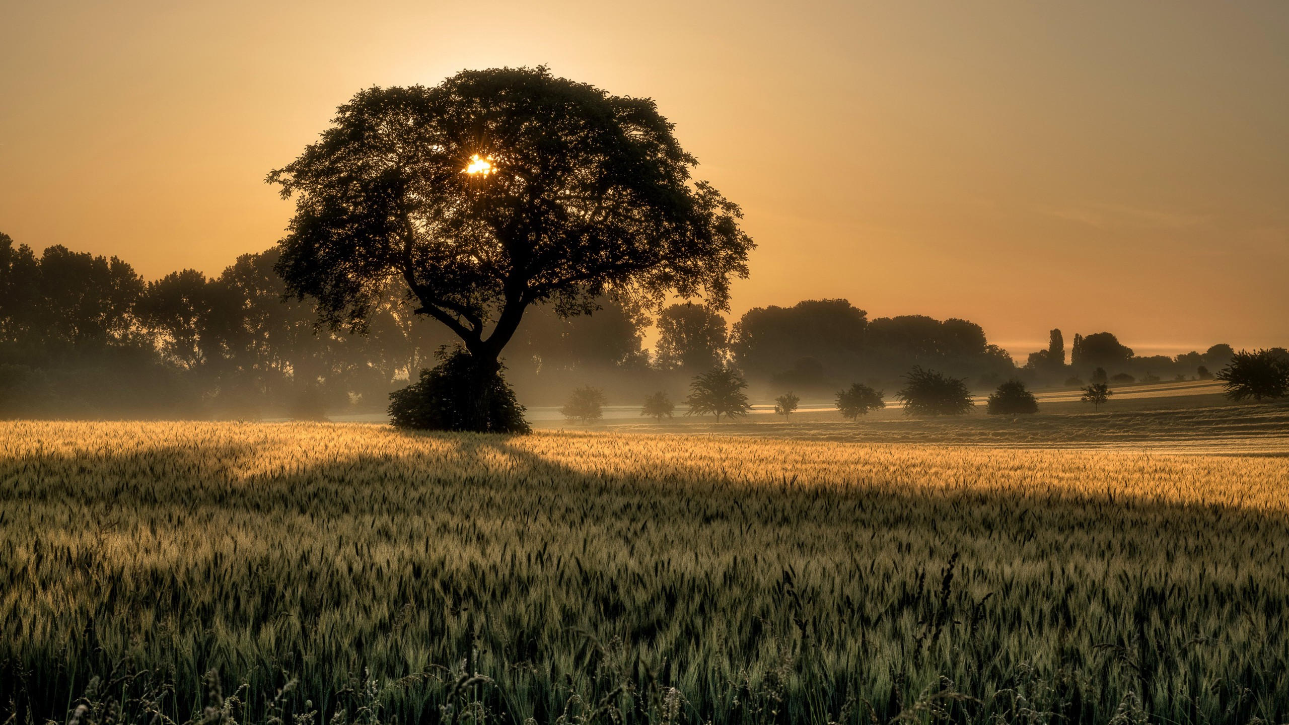 Sunset 2560x1440 tree field 4k