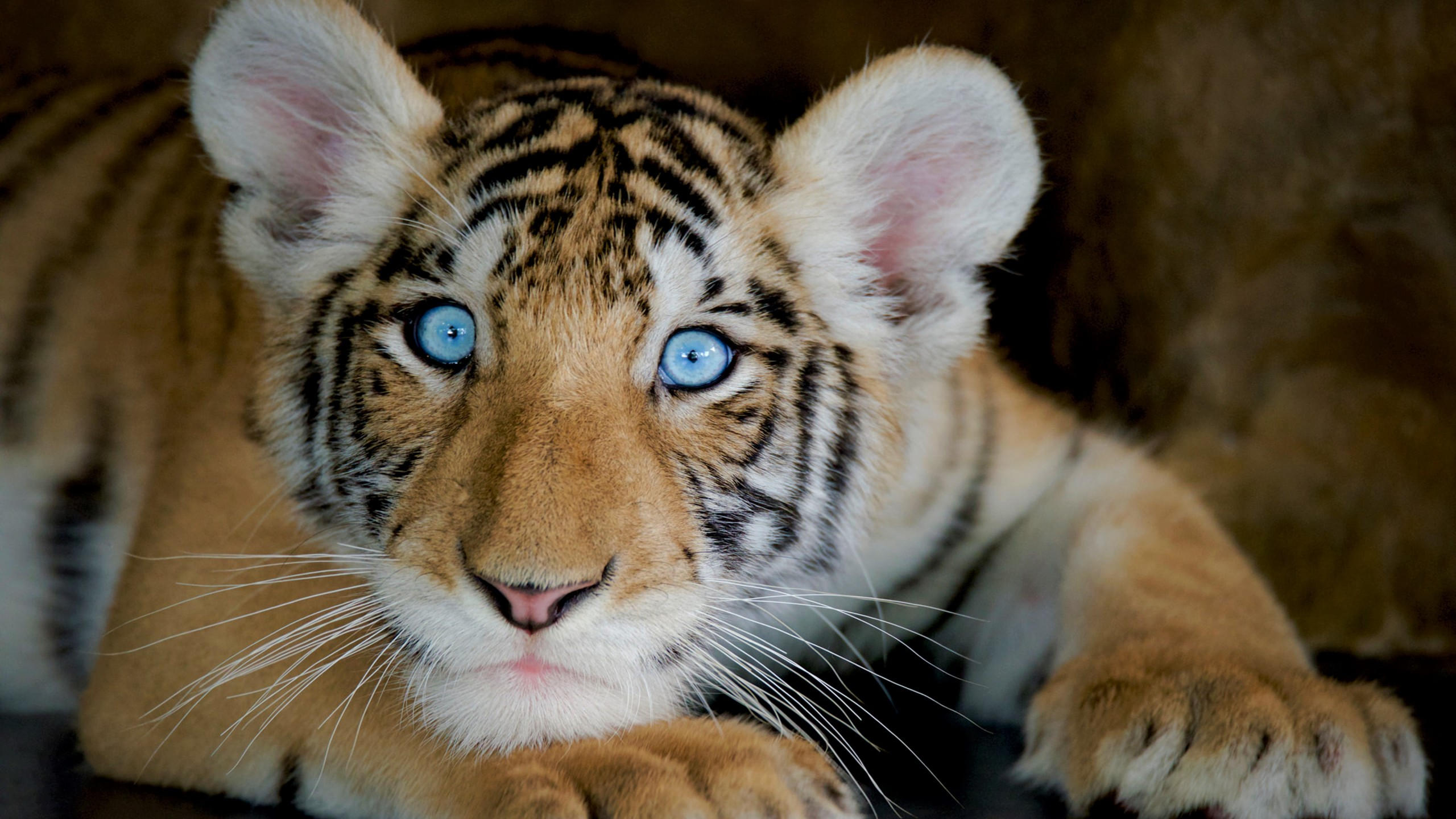 Tiger 2560x1440 funny animals 4k