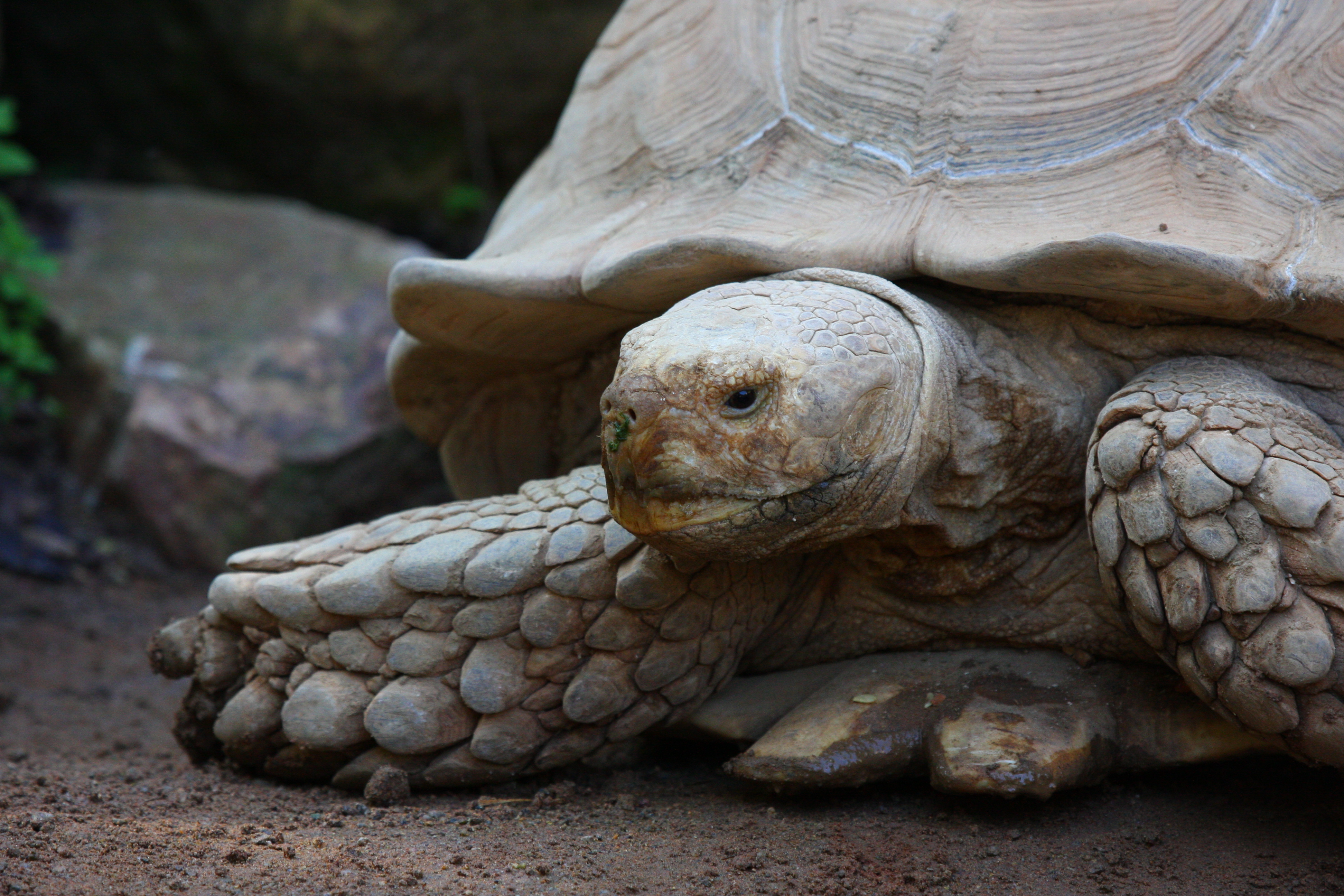 tortuga mirando