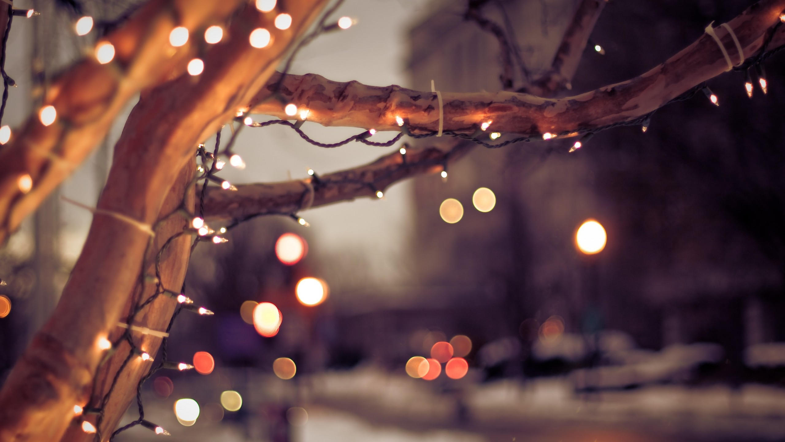 Tree 2560x1440 lights winter 4k