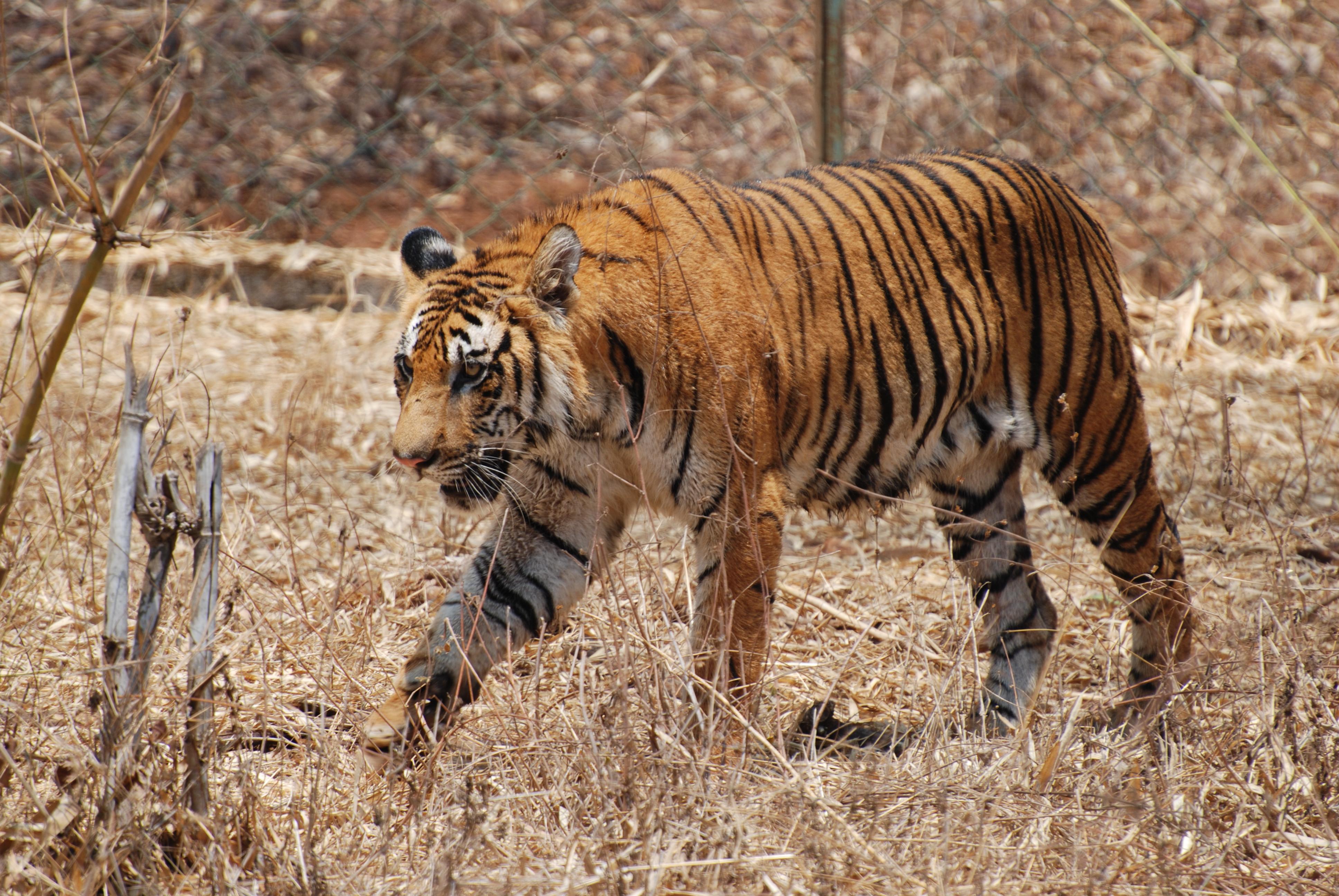 walking tiger wallpaper