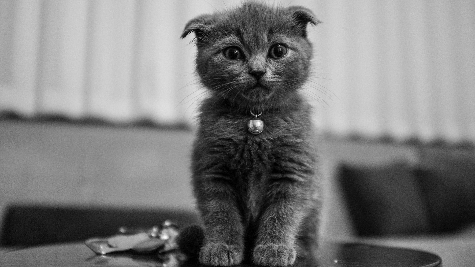 Wallpaper de Gatito