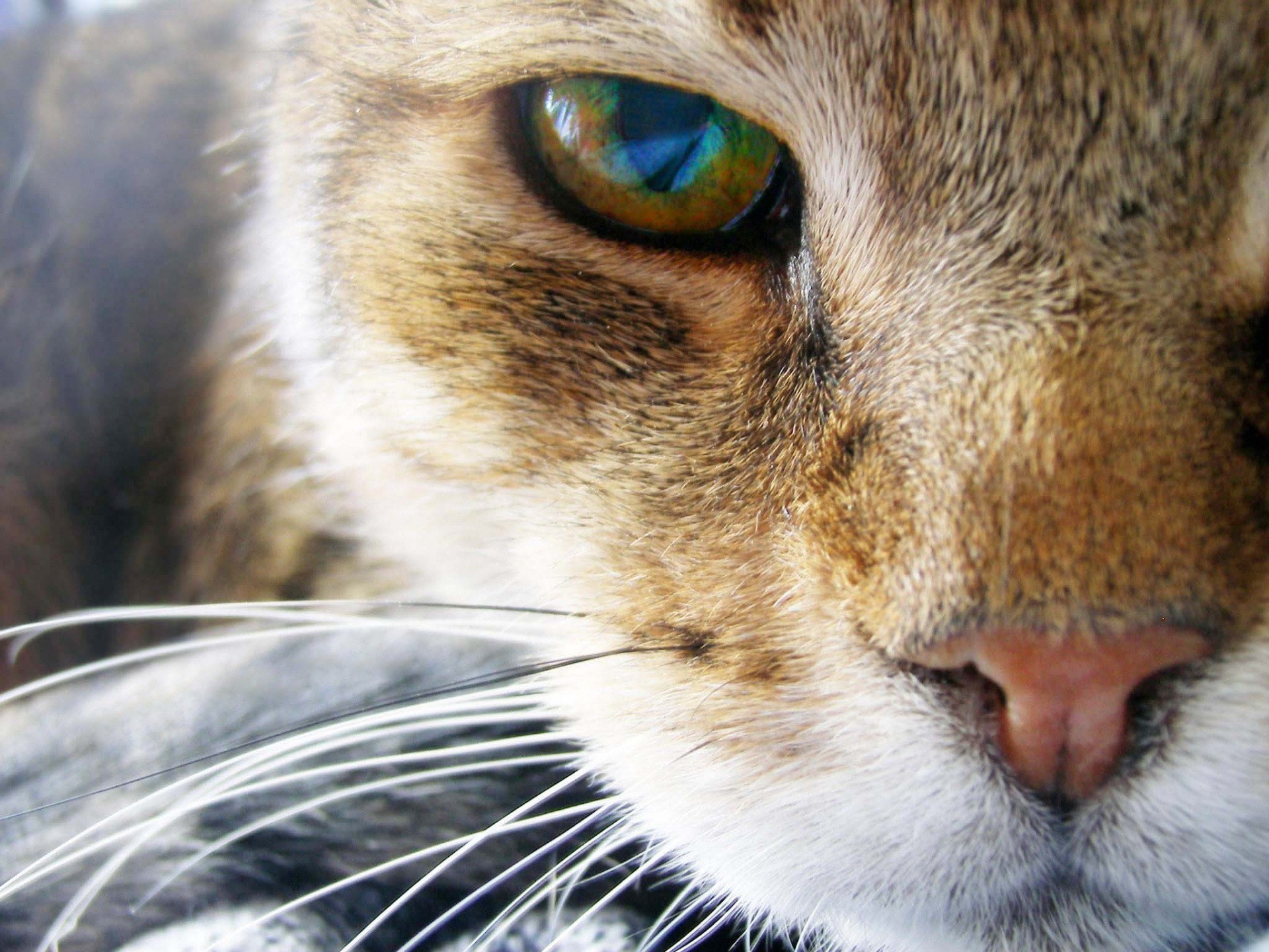 Wallpaper de gato mirando