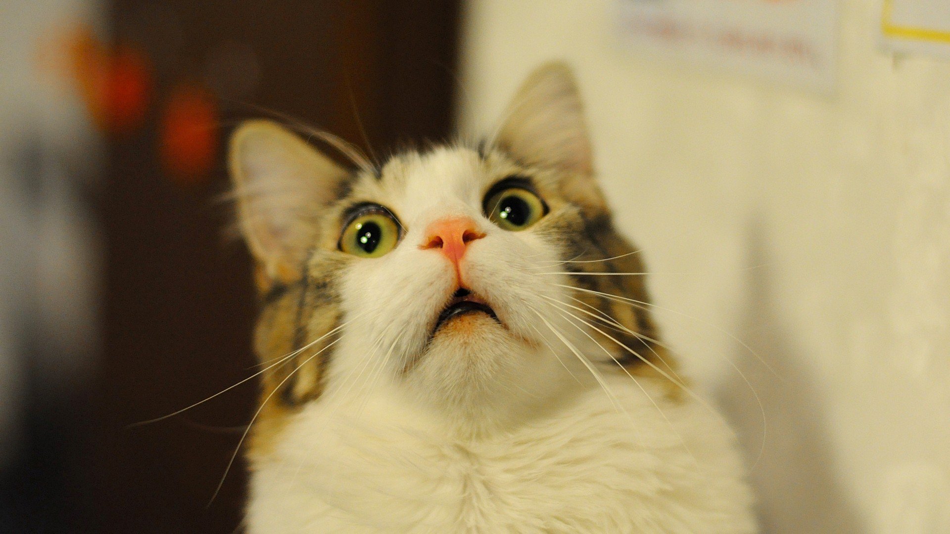 Wallpaper de Gato mirando hacia arriba