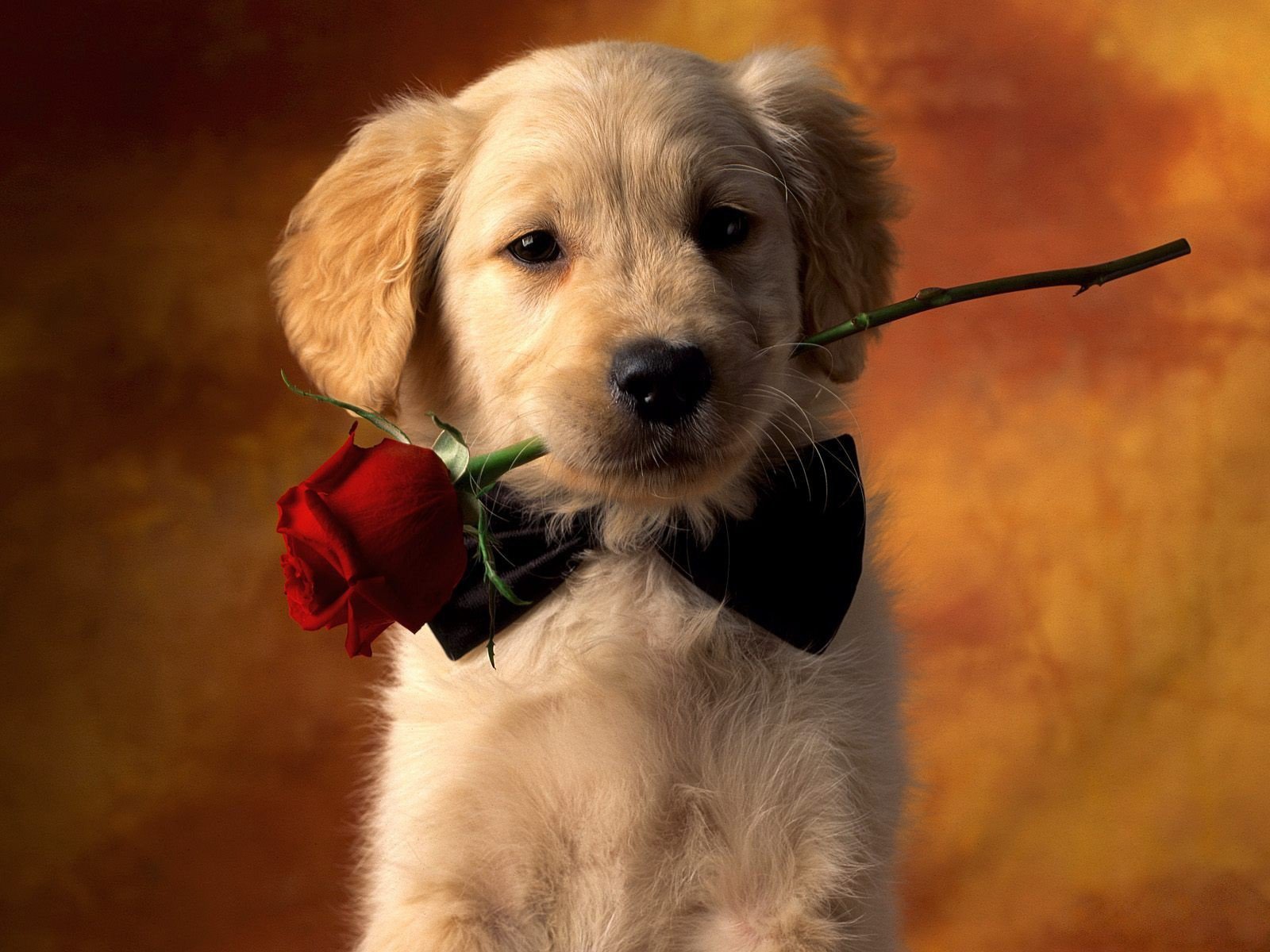 Wallpaper de perro enemorado