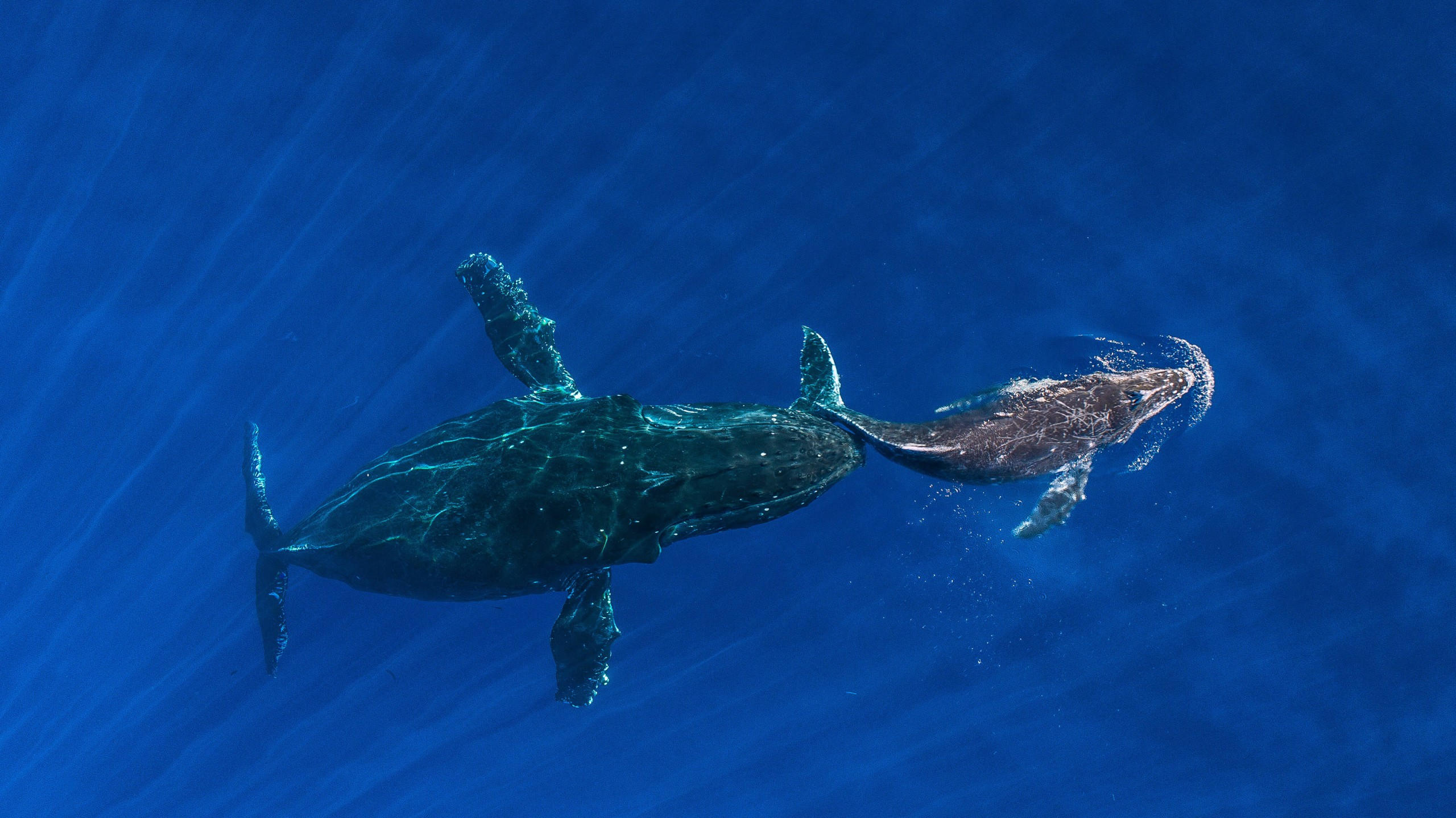 Whale 2560x1440 ocean blue 4k
