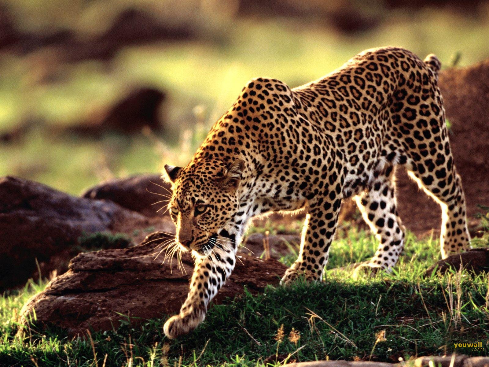 Wild animal leopard wallpaper
