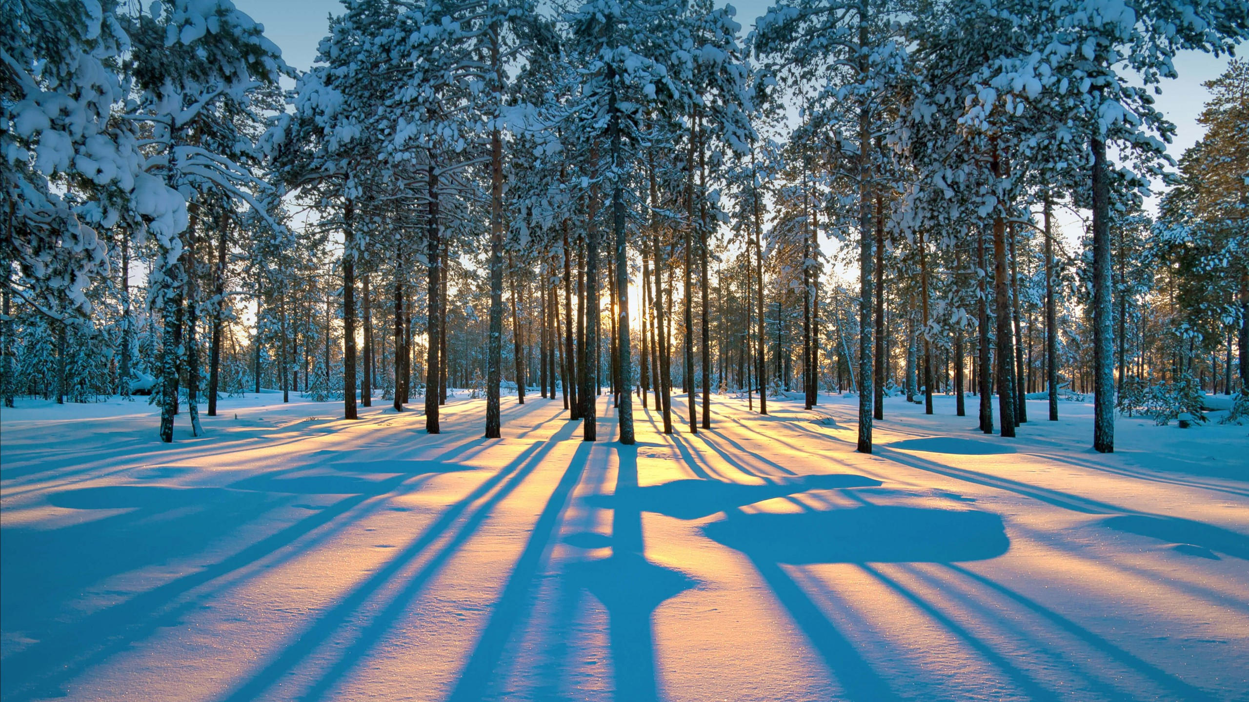 Winter 2560x1440 forest snow trees sunset 4k