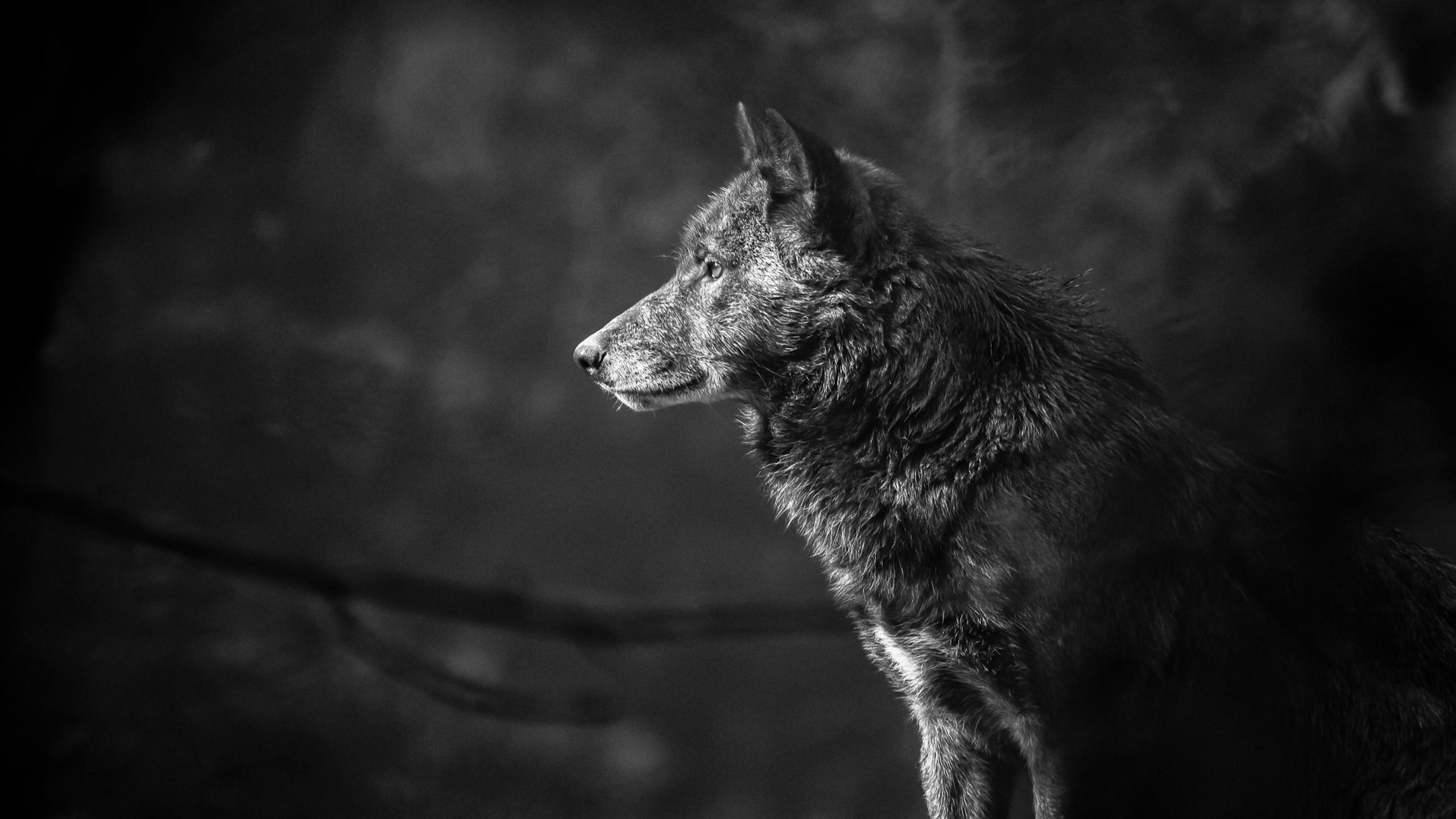 Wolf 2560x1440 black 4k