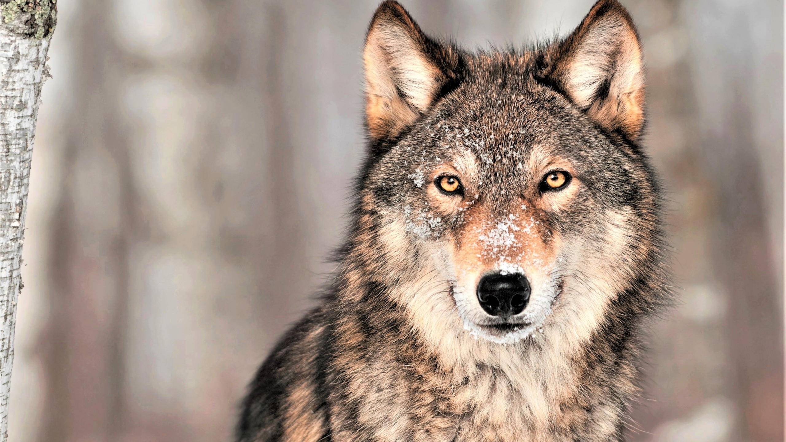 Wolf 2560x1440 grey 4k