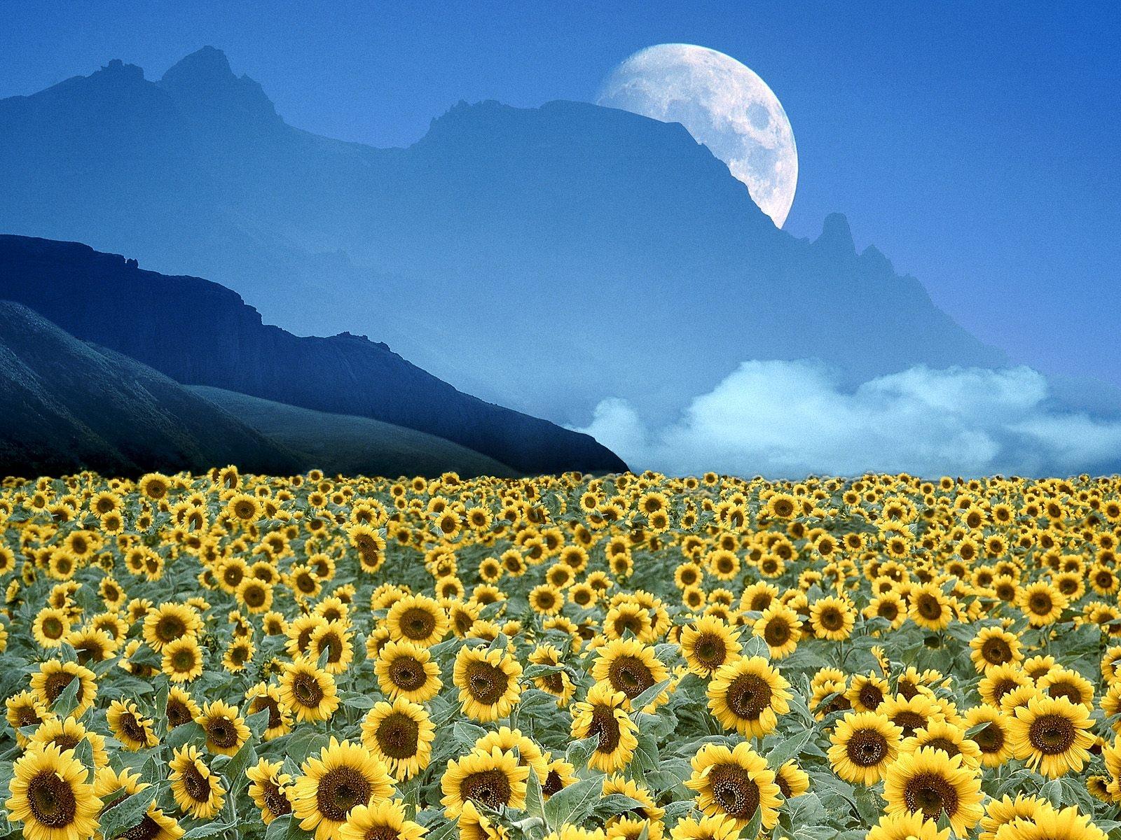 3D Nature
