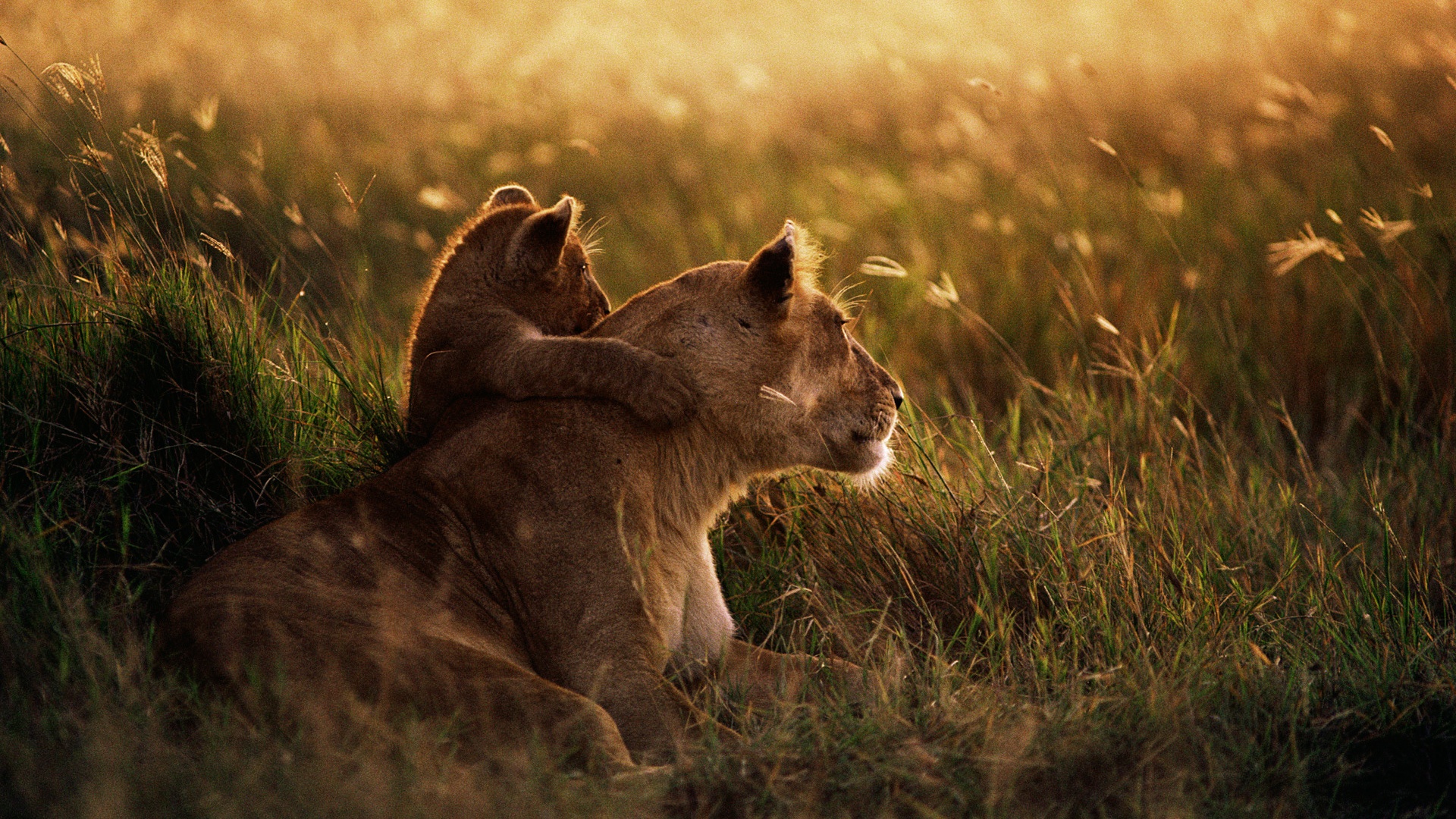 African lion