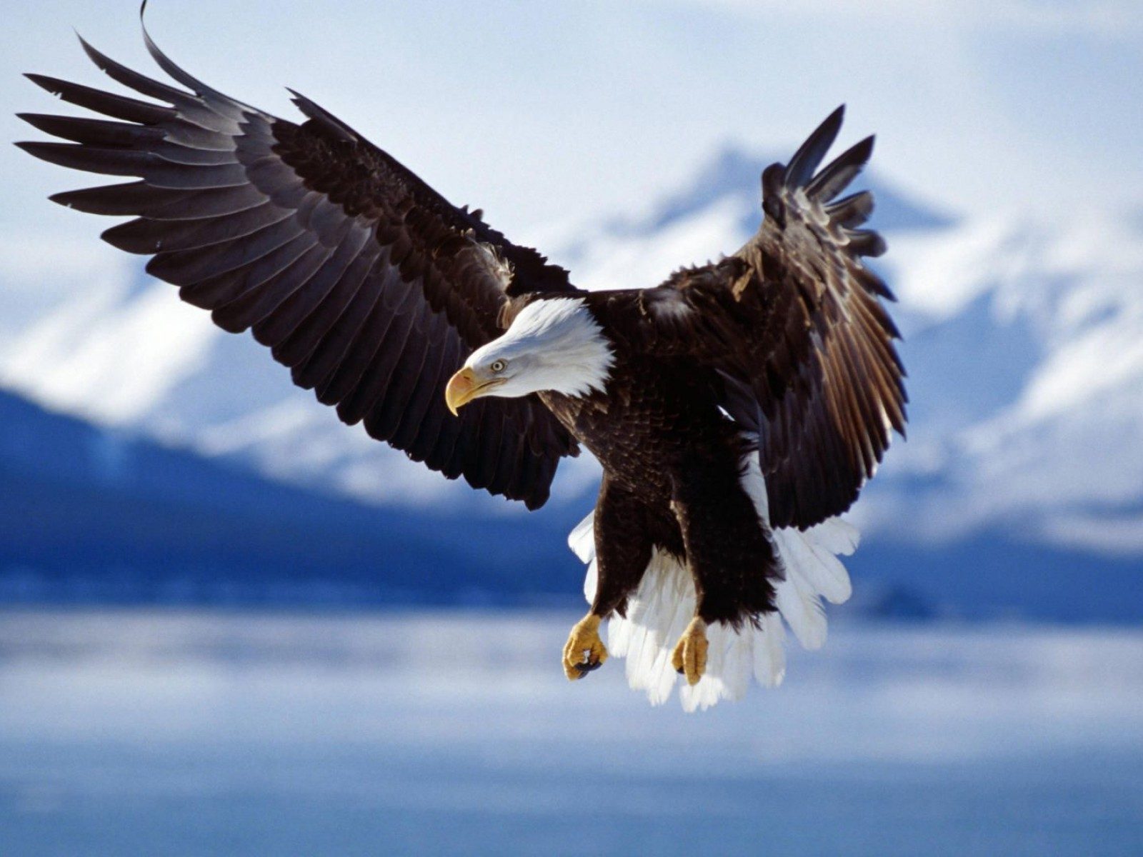Aguila calva volando