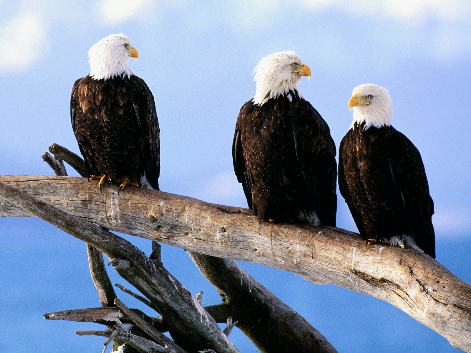 Aguilas calva en tronco