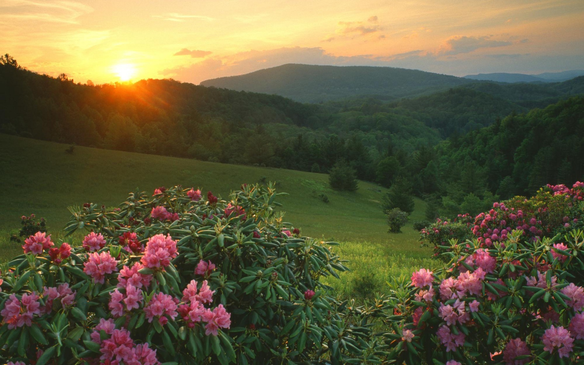 Amanecer con Flores