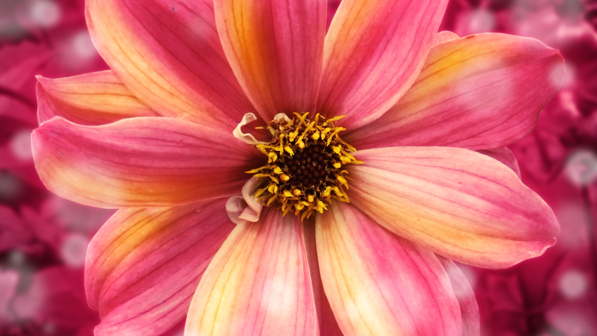 Amazing flower