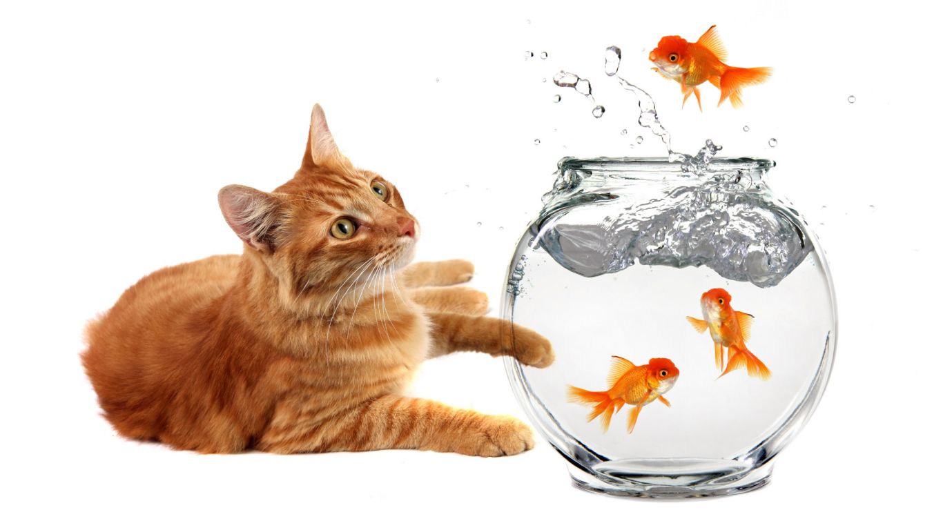 Amazing widescreen animal wallpapers
