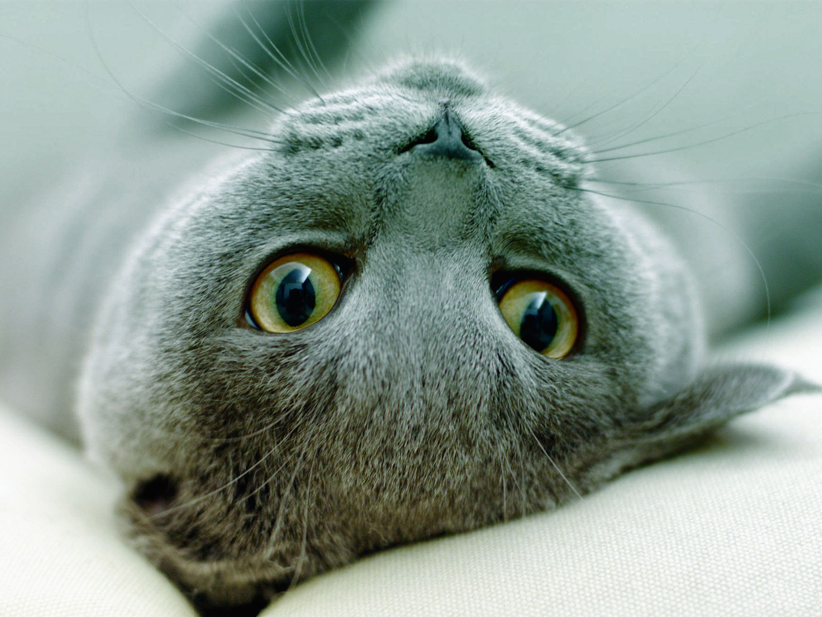 Animal Free Cat Wallpaper