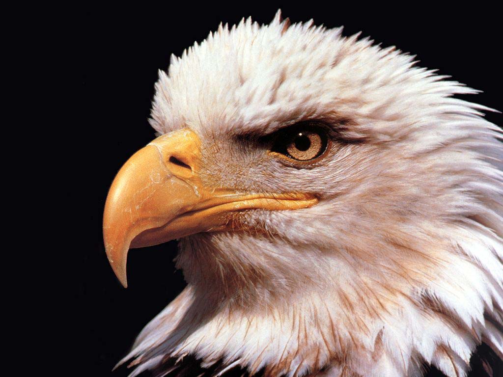 Animal wallpaper golden eagle