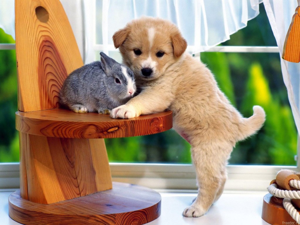 Animales Cariñosos