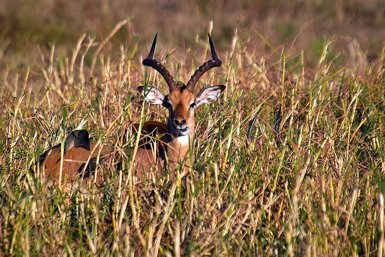 Antilope