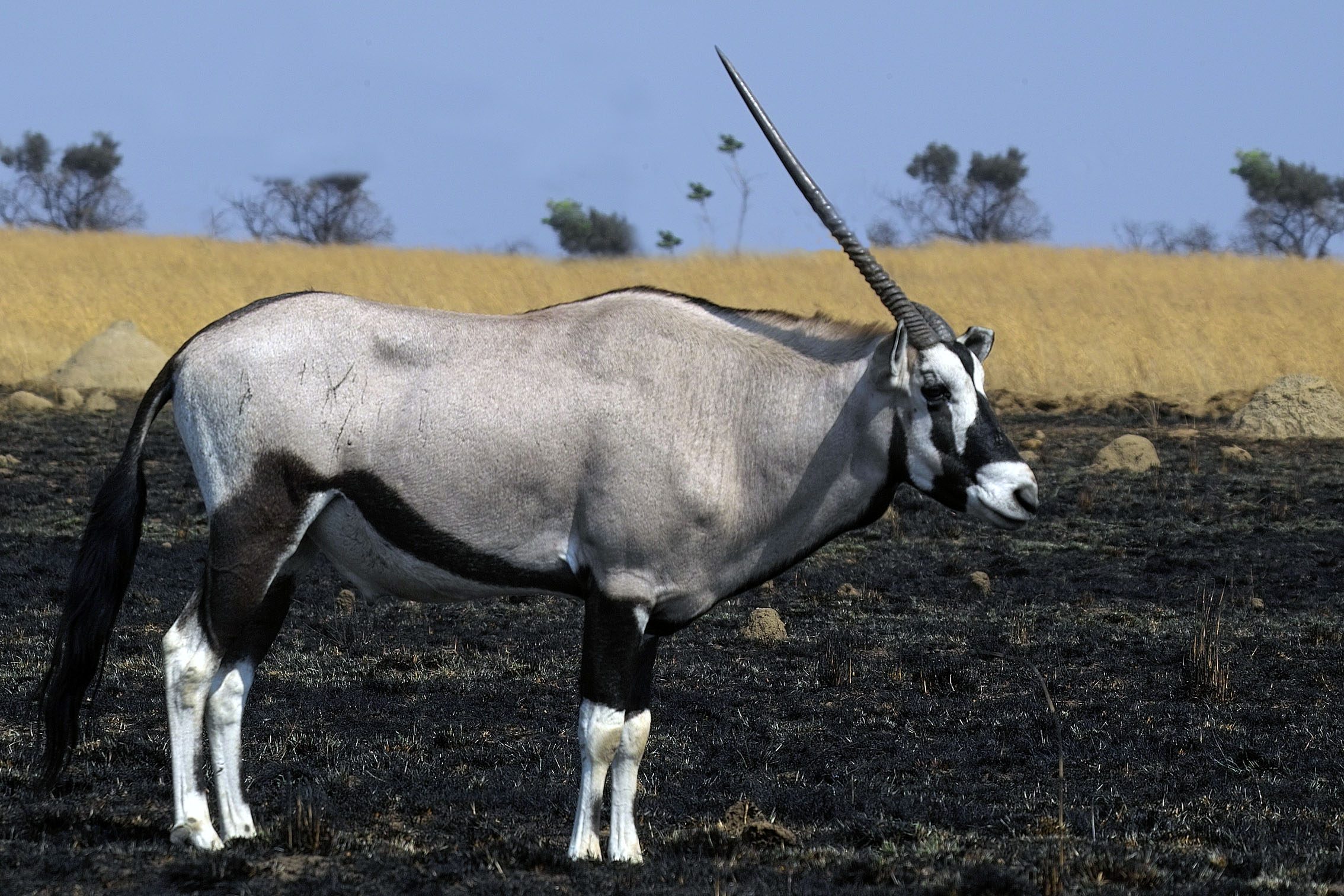 Antilope solitario