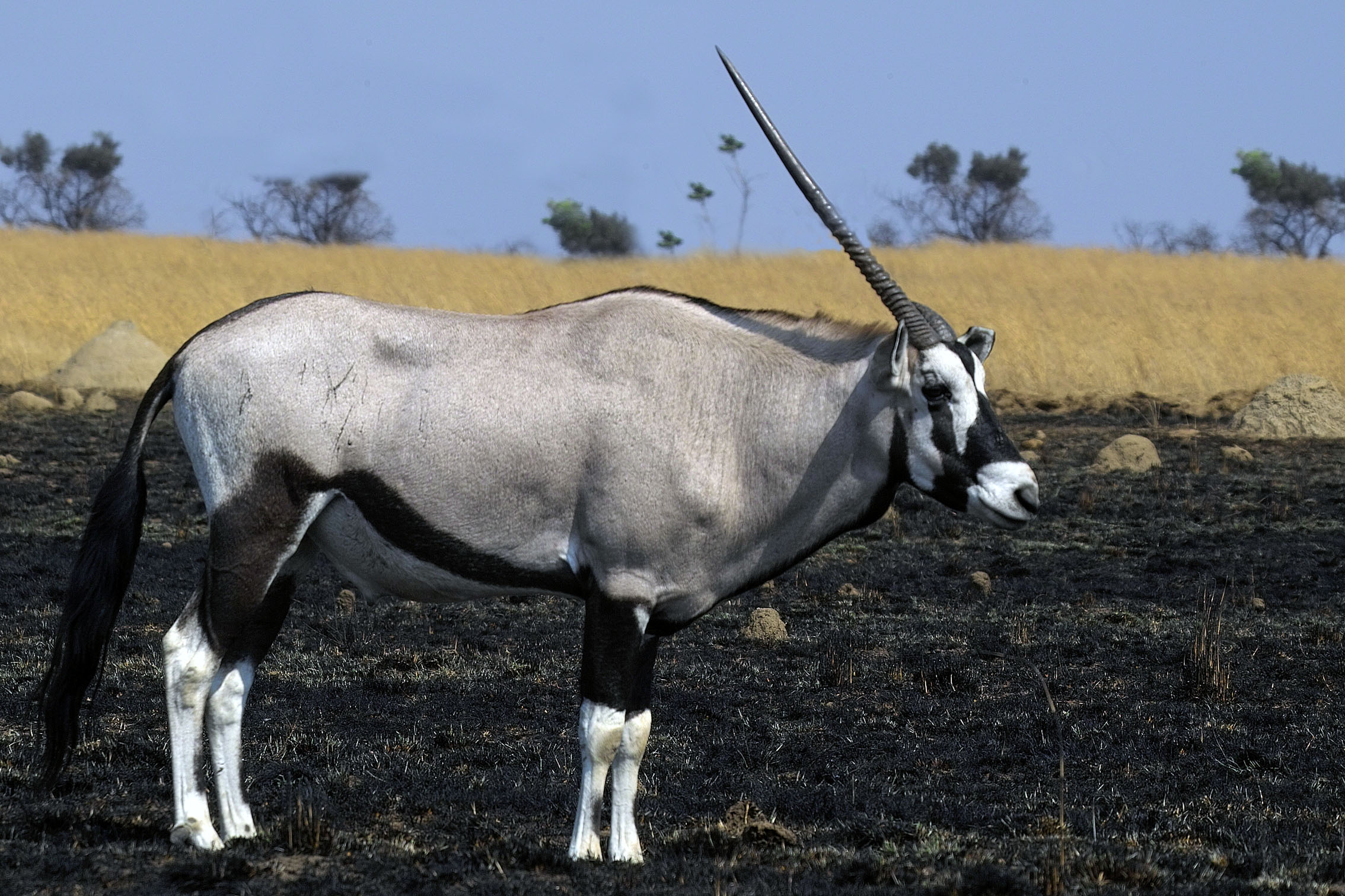 Antilope solitario