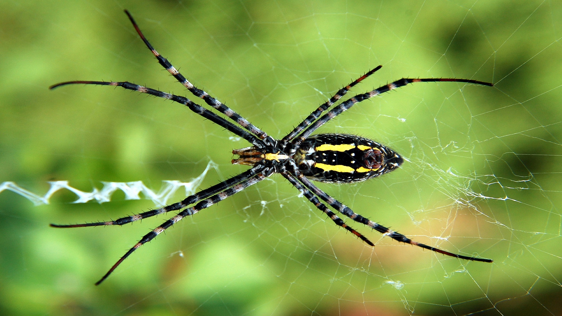 Araña grande
