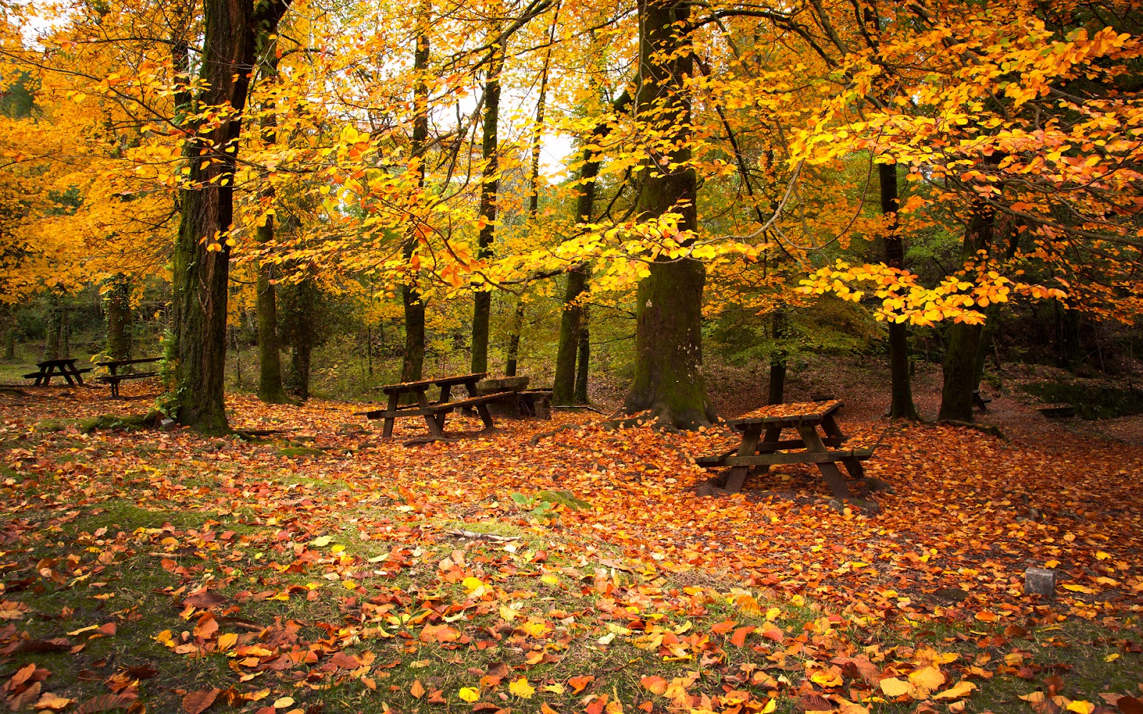 Arboles en otoño