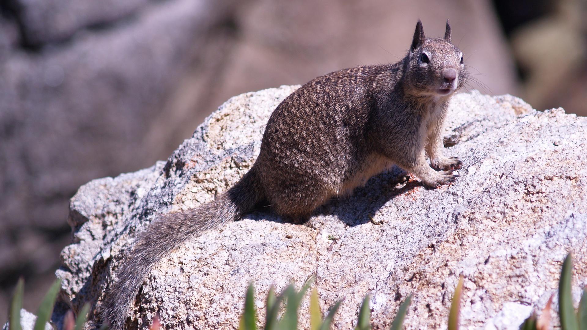 ardilla observando