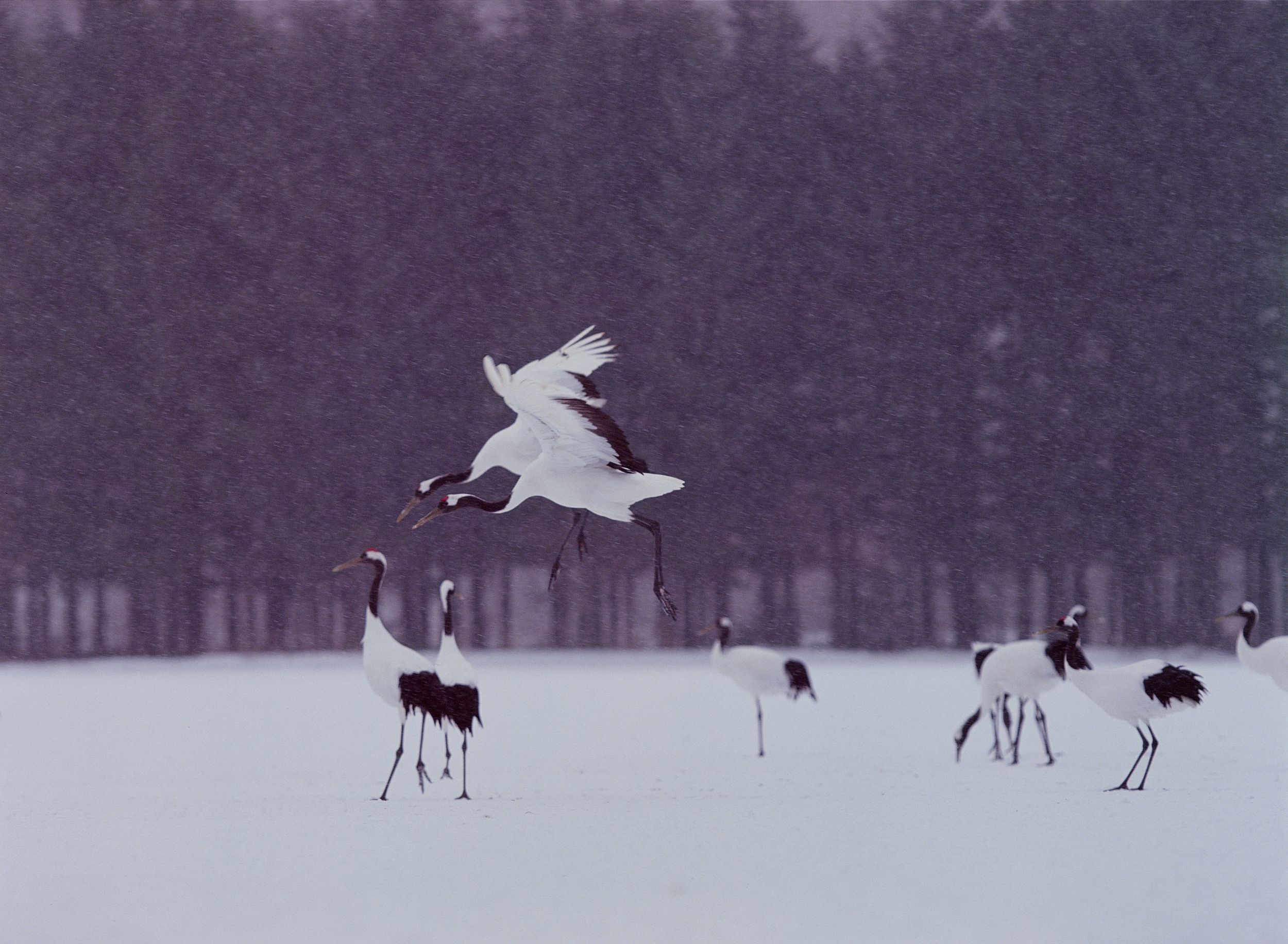 Aves en Invierno