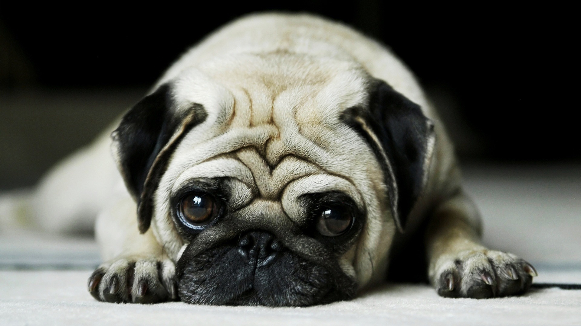 Baby dog animals wallpapers