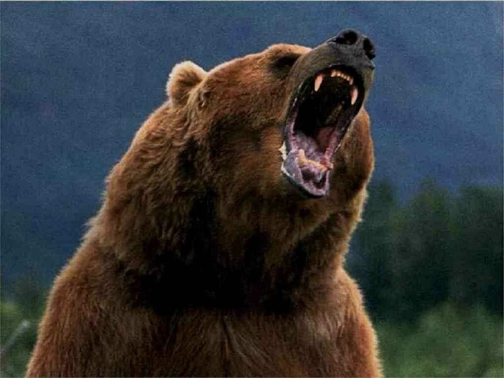Bear Wild animals wallpapers