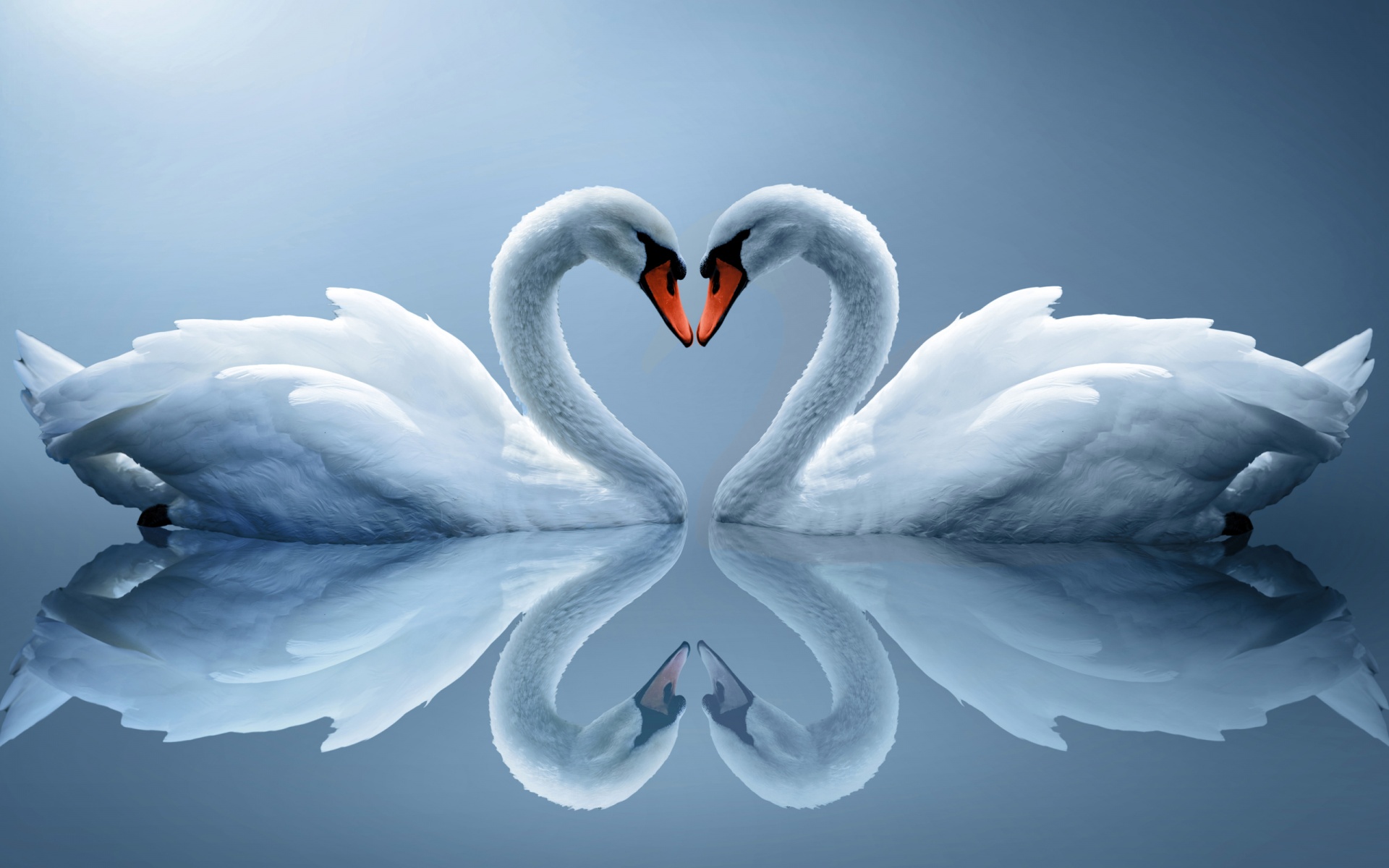 Beautiful Animals Wallpaper