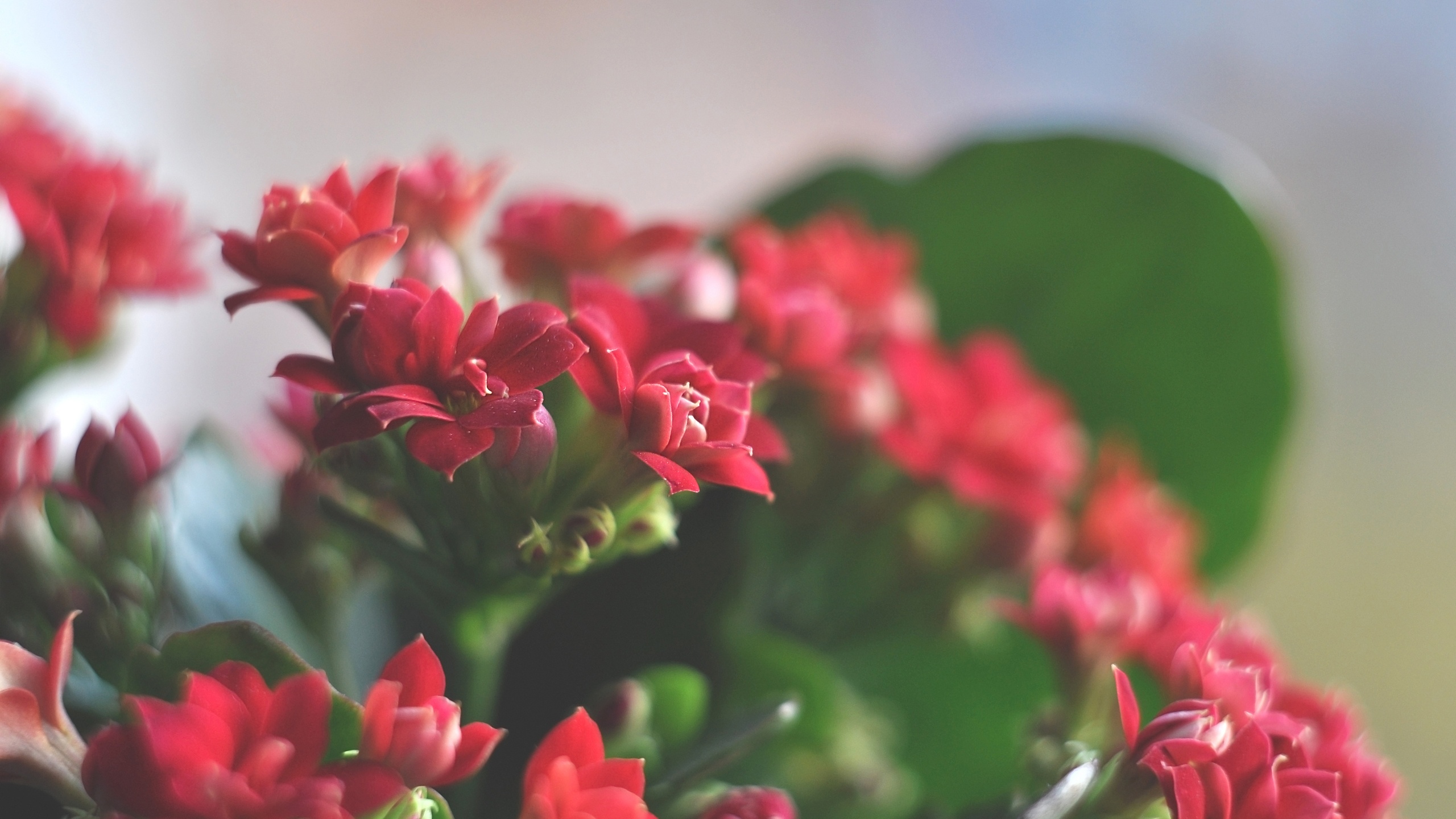 Beautiful red flowers