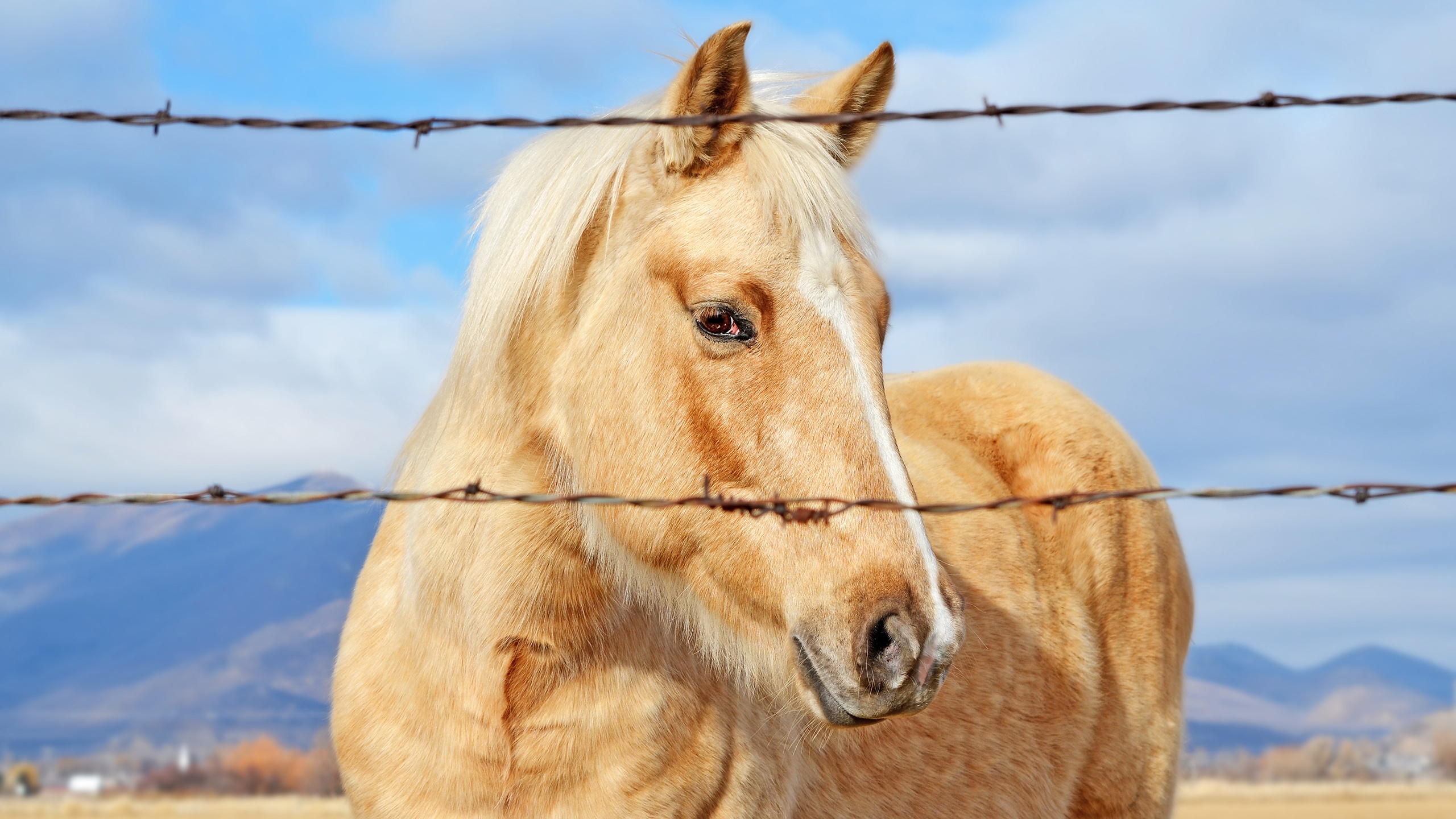 Best horse