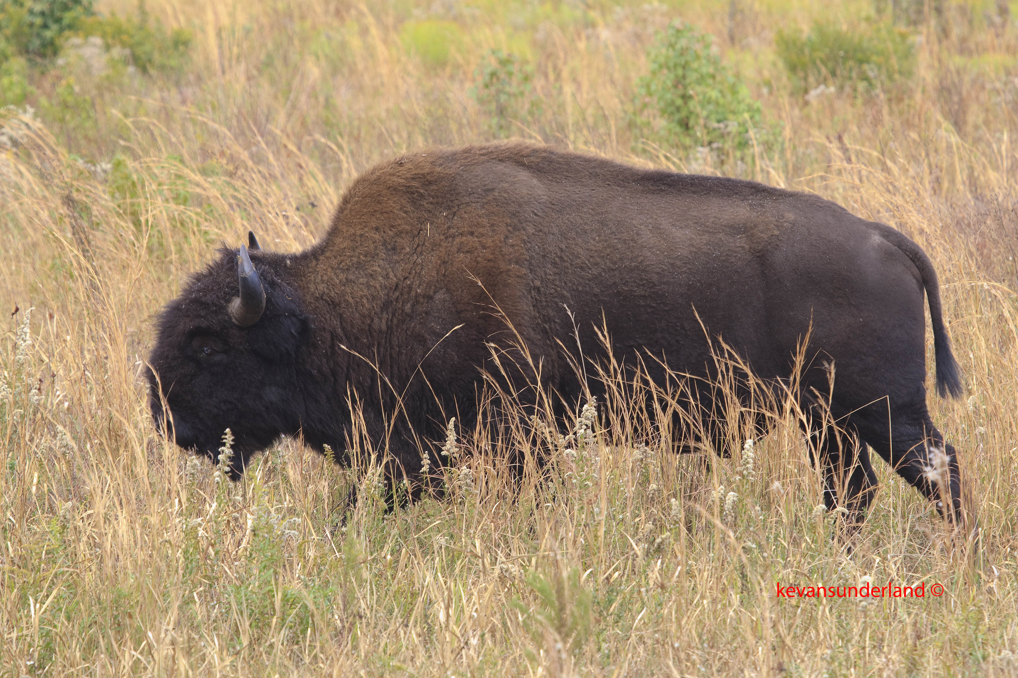 Bisonte