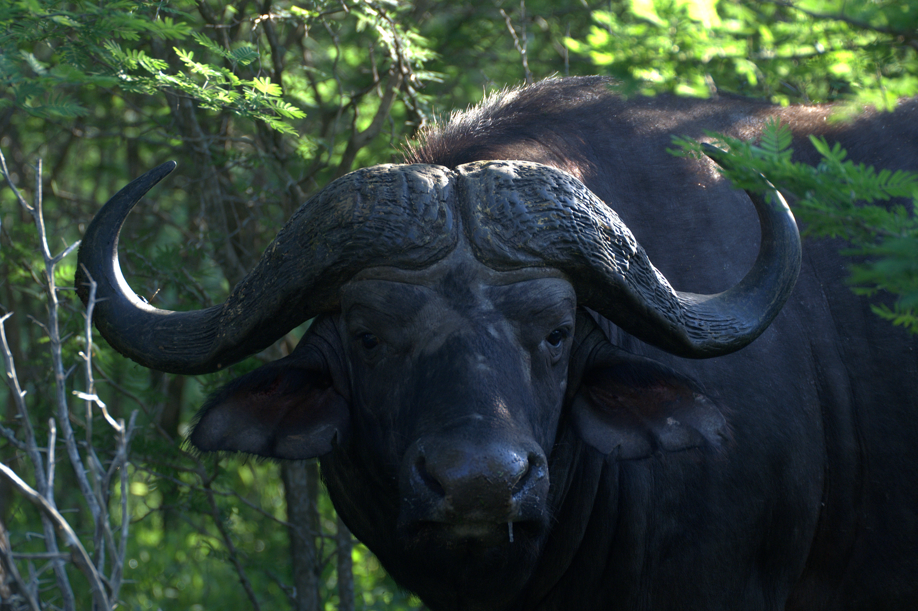 bufalo