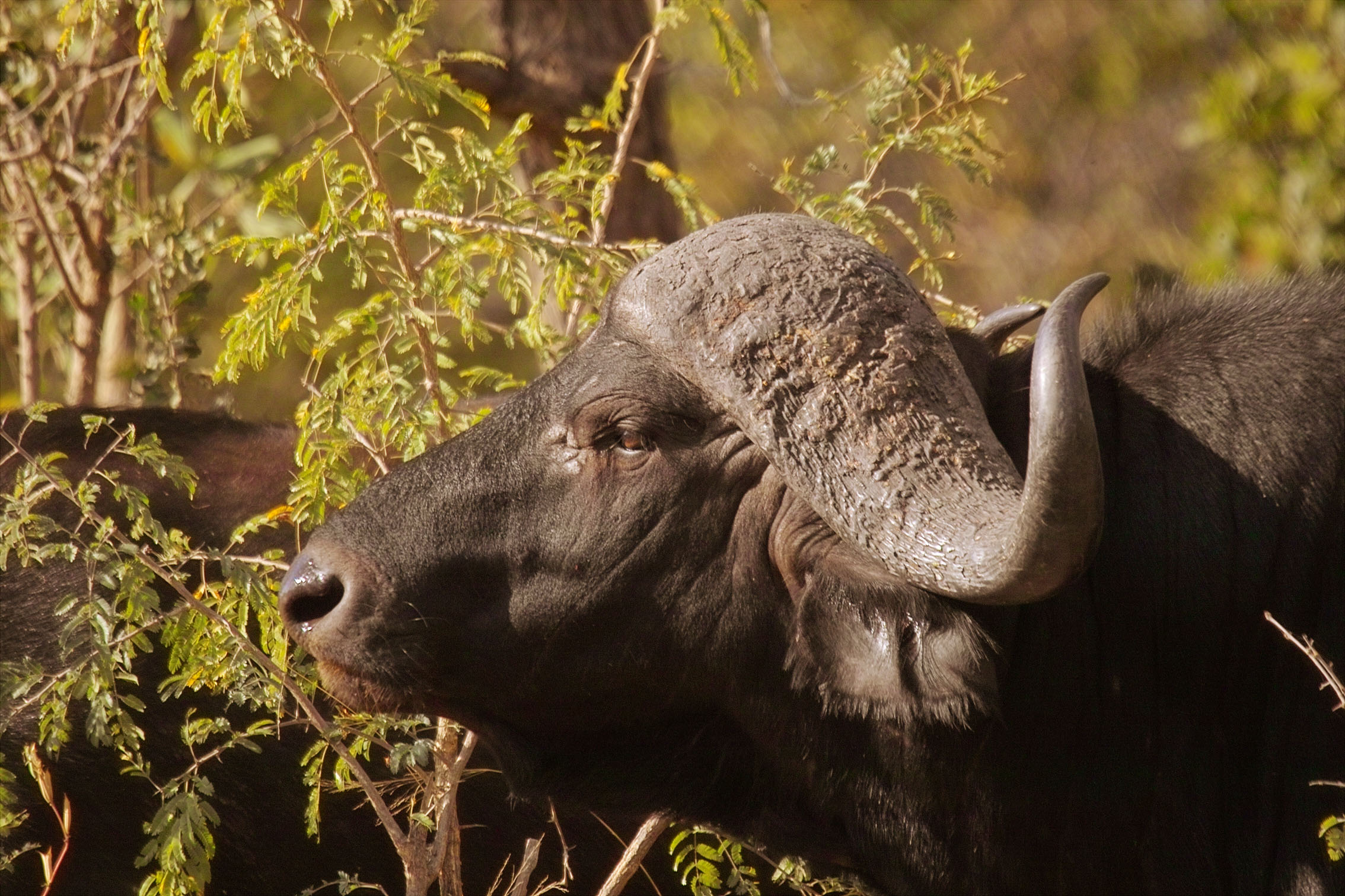 bufalo hambriento