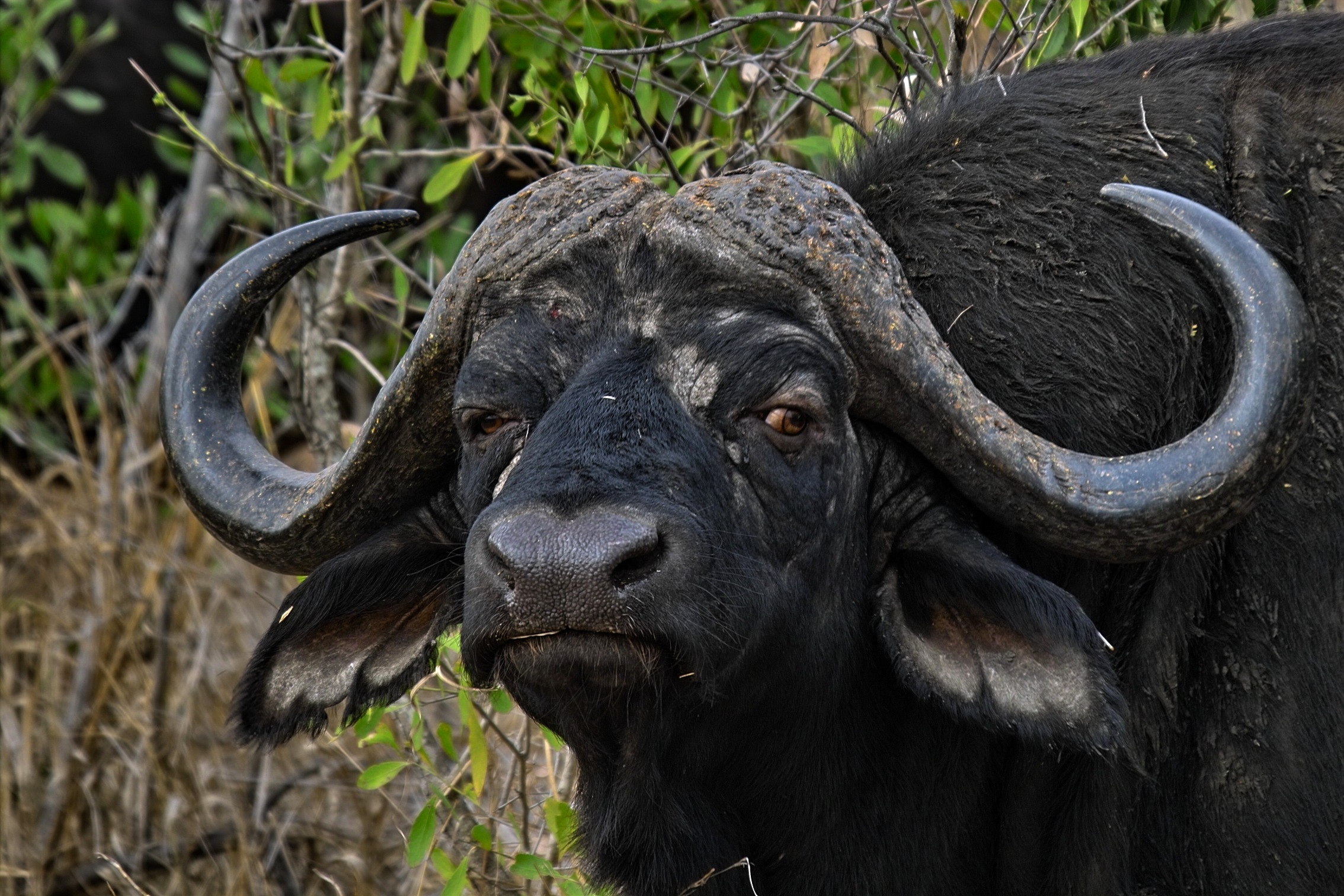 bufalo observando