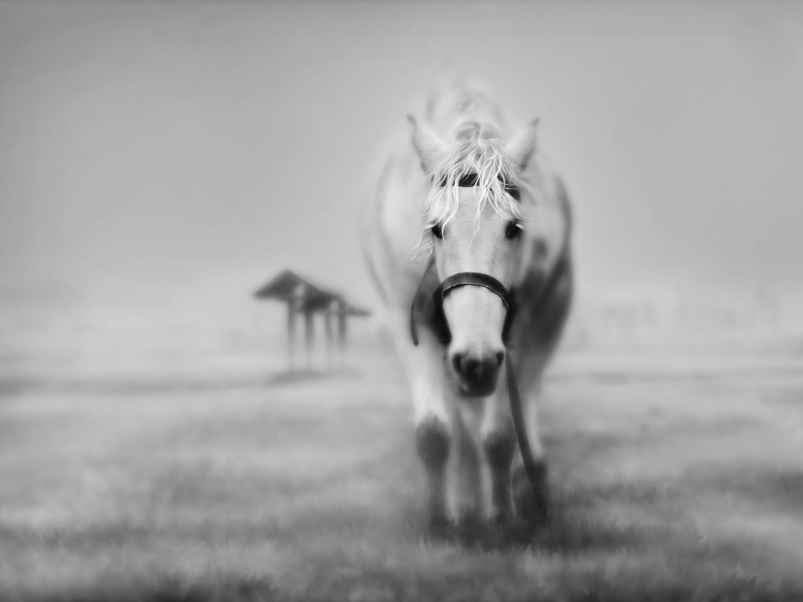 caballo blanco cansado