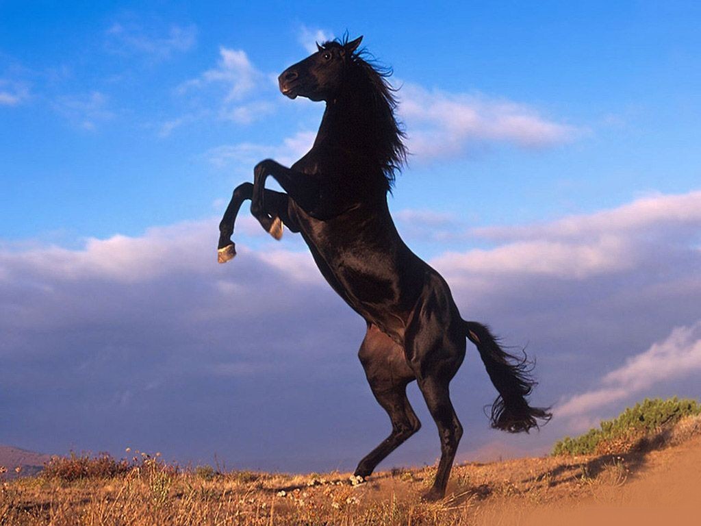Caballo Negro en Dos Patas