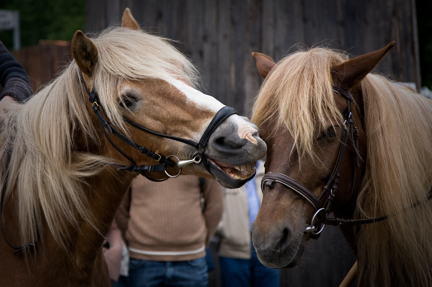 caballos cariñosos