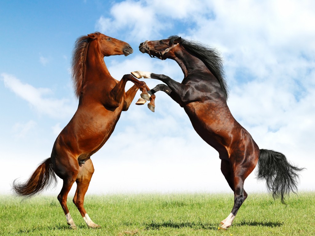 caballos jugando
