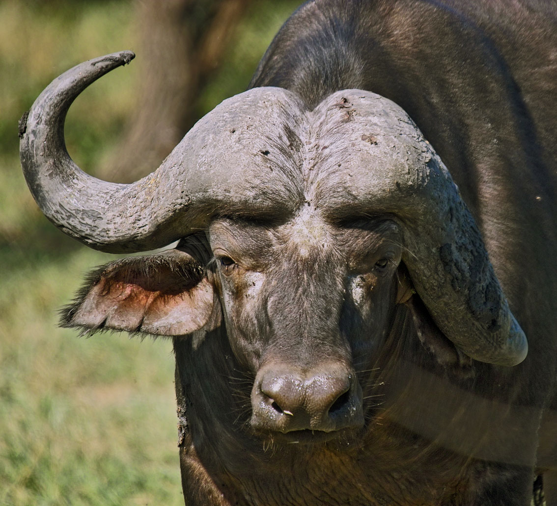 cabeza de bufalo