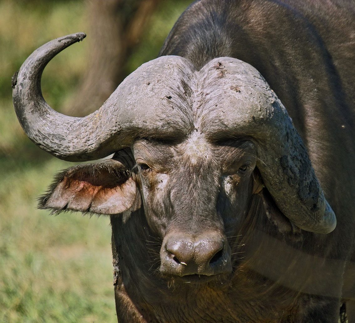 cabeza de bufalo