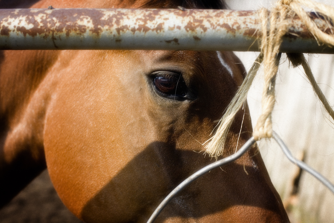 cabeza de caballo