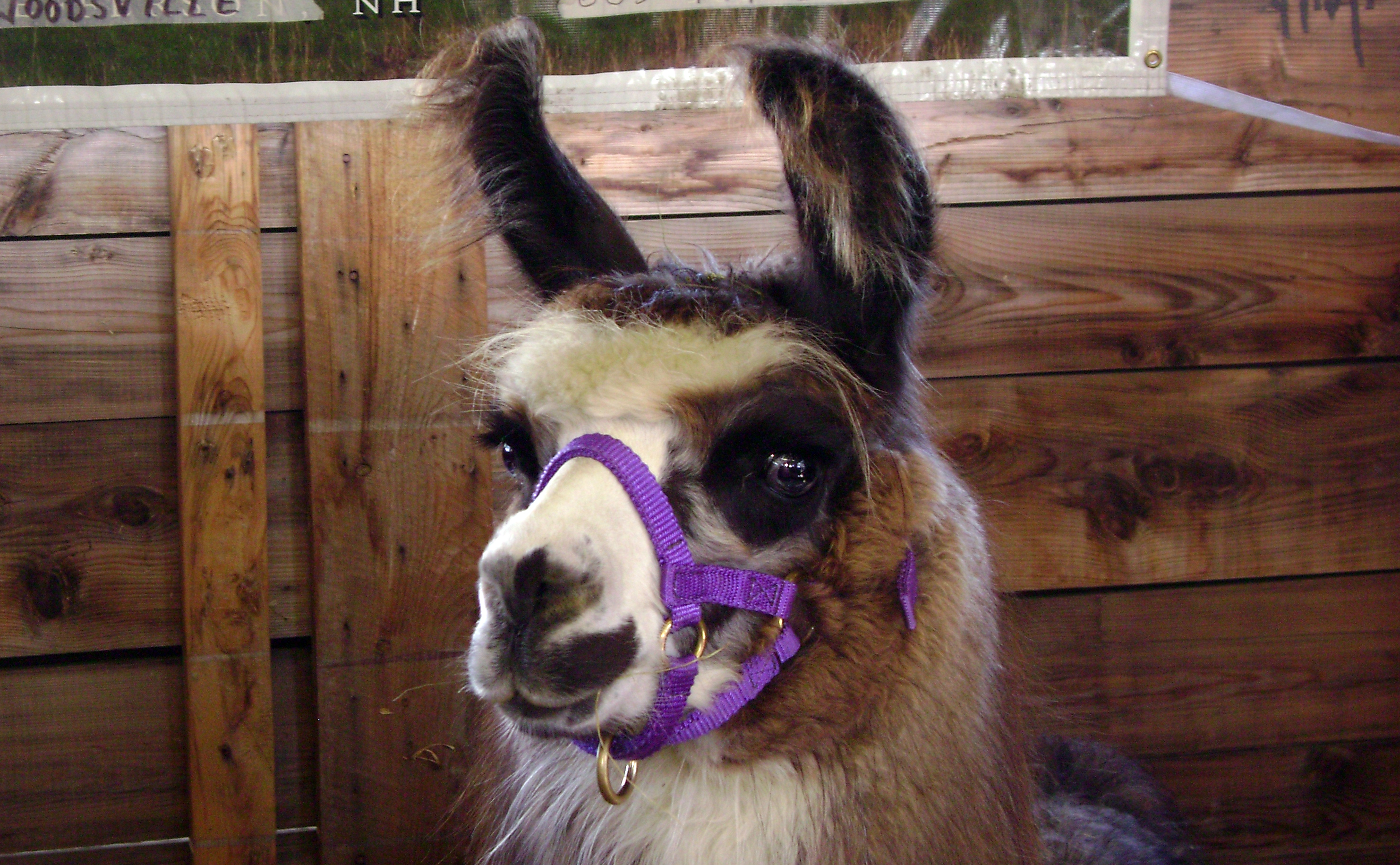 cabeza de llama